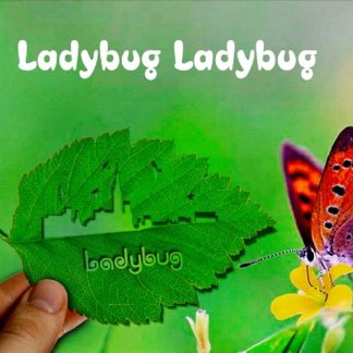 Lady Bug Lady Bug