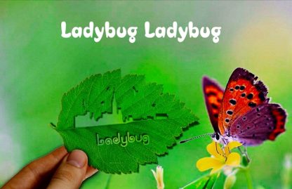 Lady Bug Lady Bug